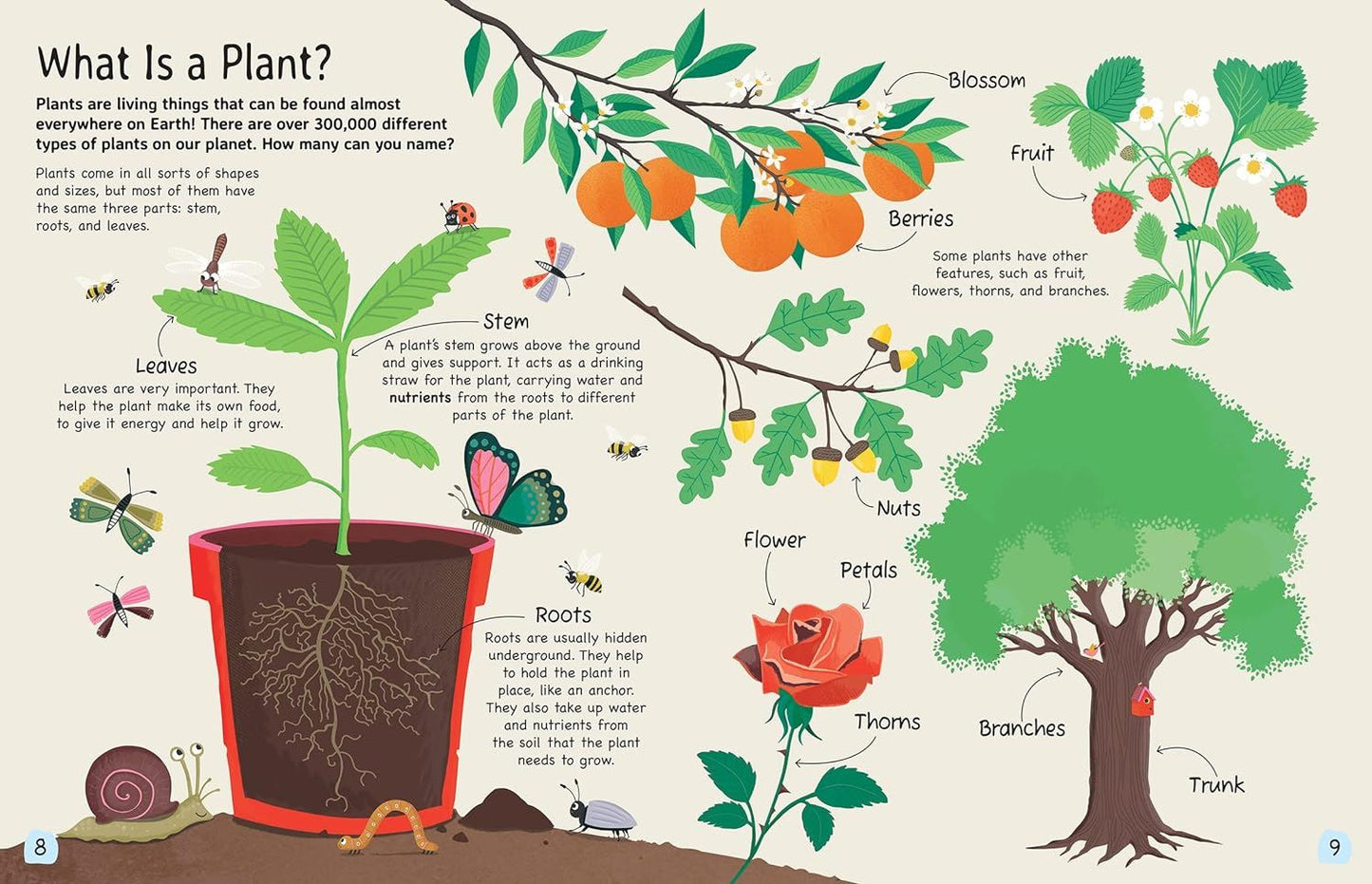 PLANT: Explore the extraordinary world of plants and flowers