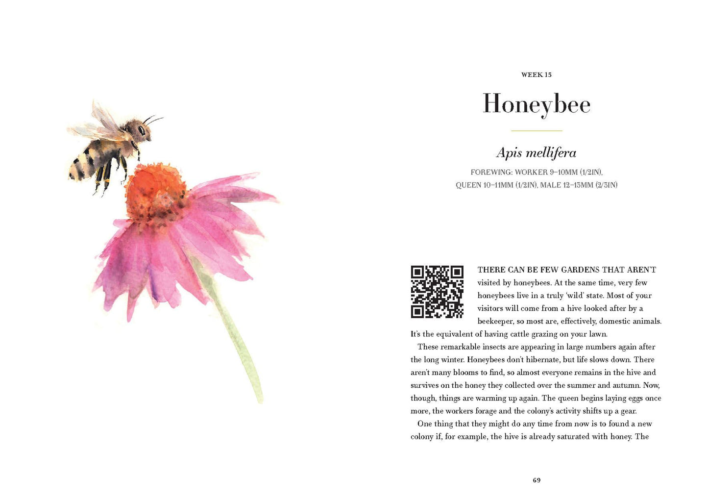 A Year of Garden Bees and Bugs