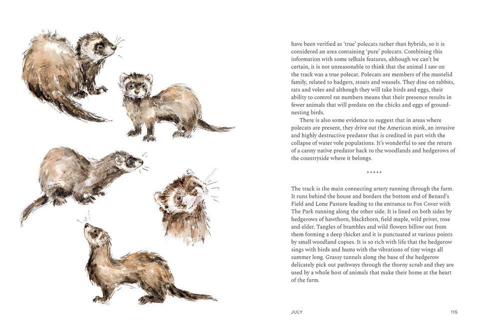 A Wilding Year: Bringing life back to the land