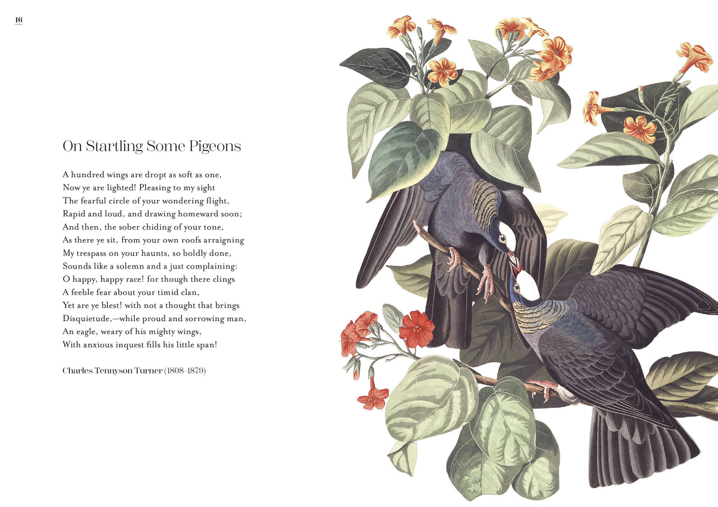 The Poetry of Birds