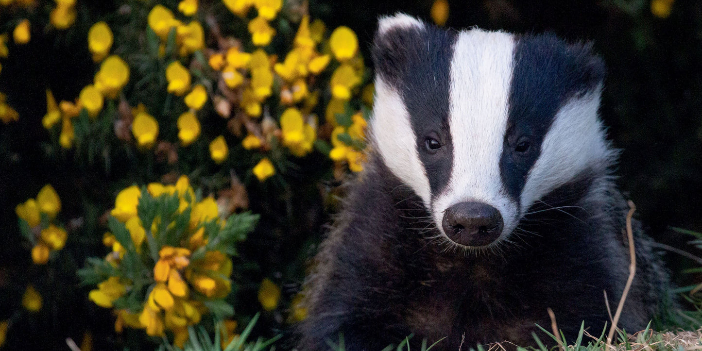 The Badger Book