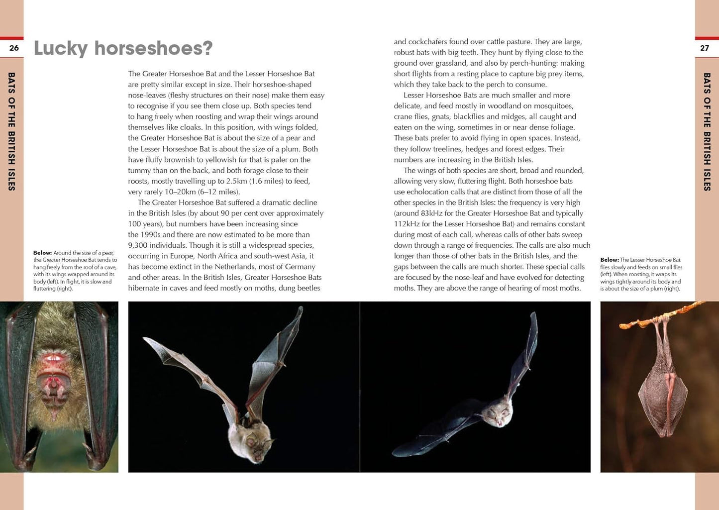 RSPB Spotlight Bats