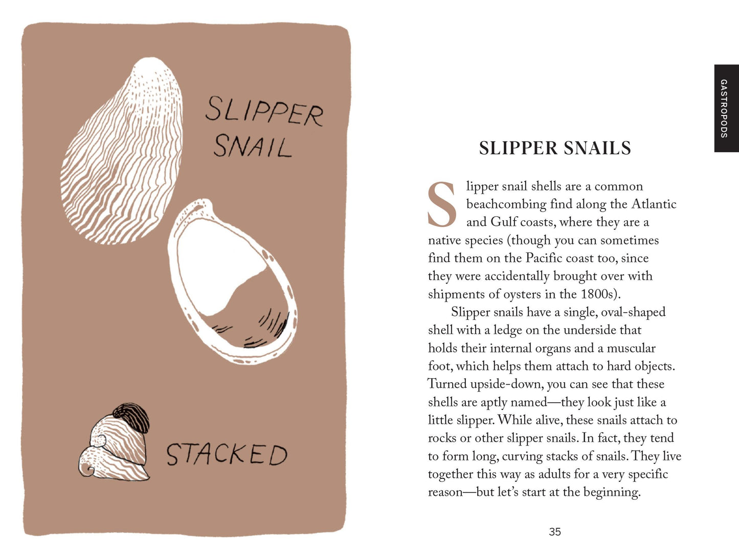 Beach combing (Pocket Nature)