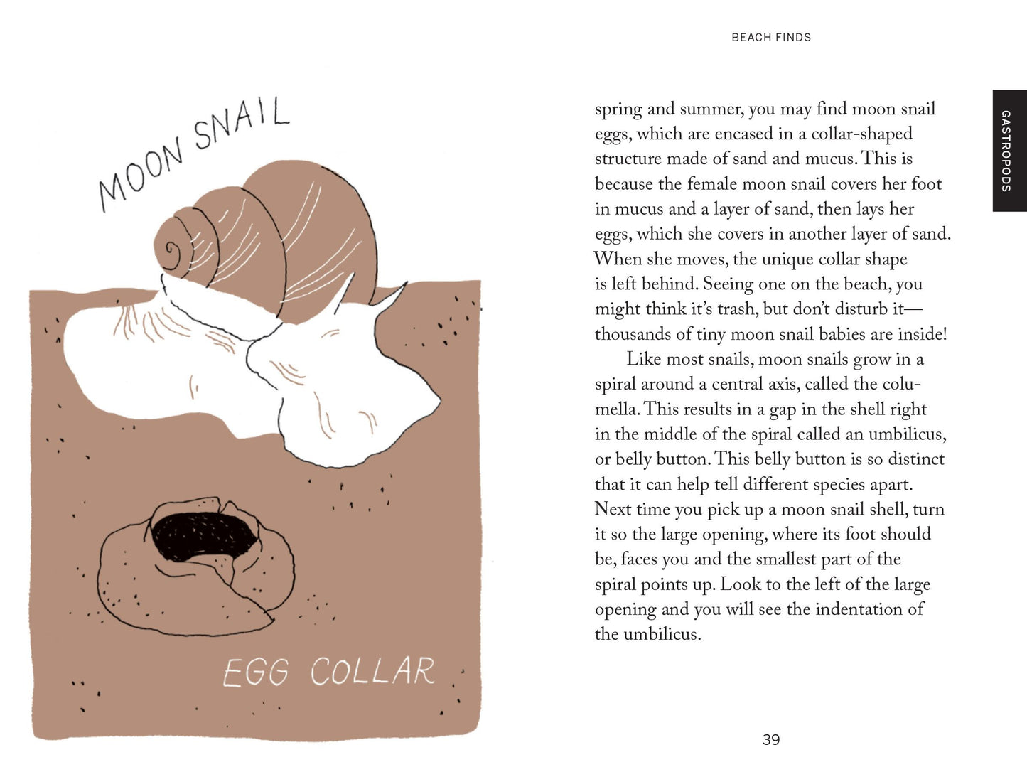 Beach combing (Pocket Nature)