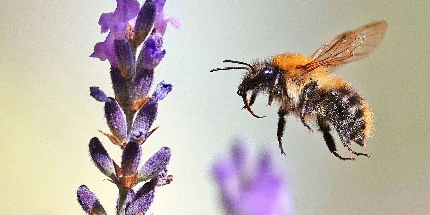 The Bee Book