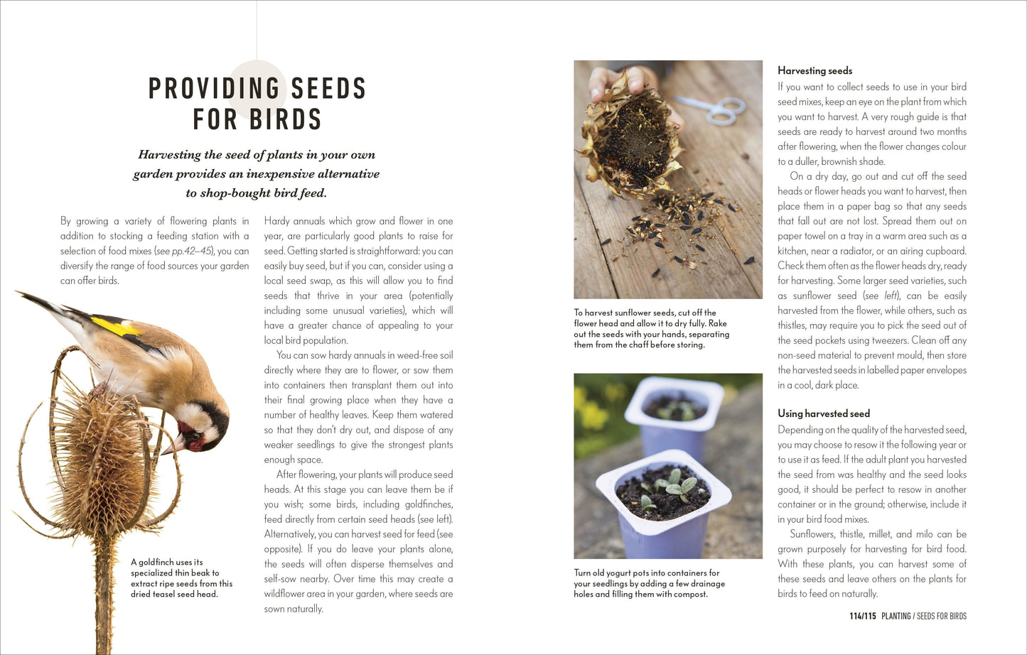 How to Attract Birds to Your Garden