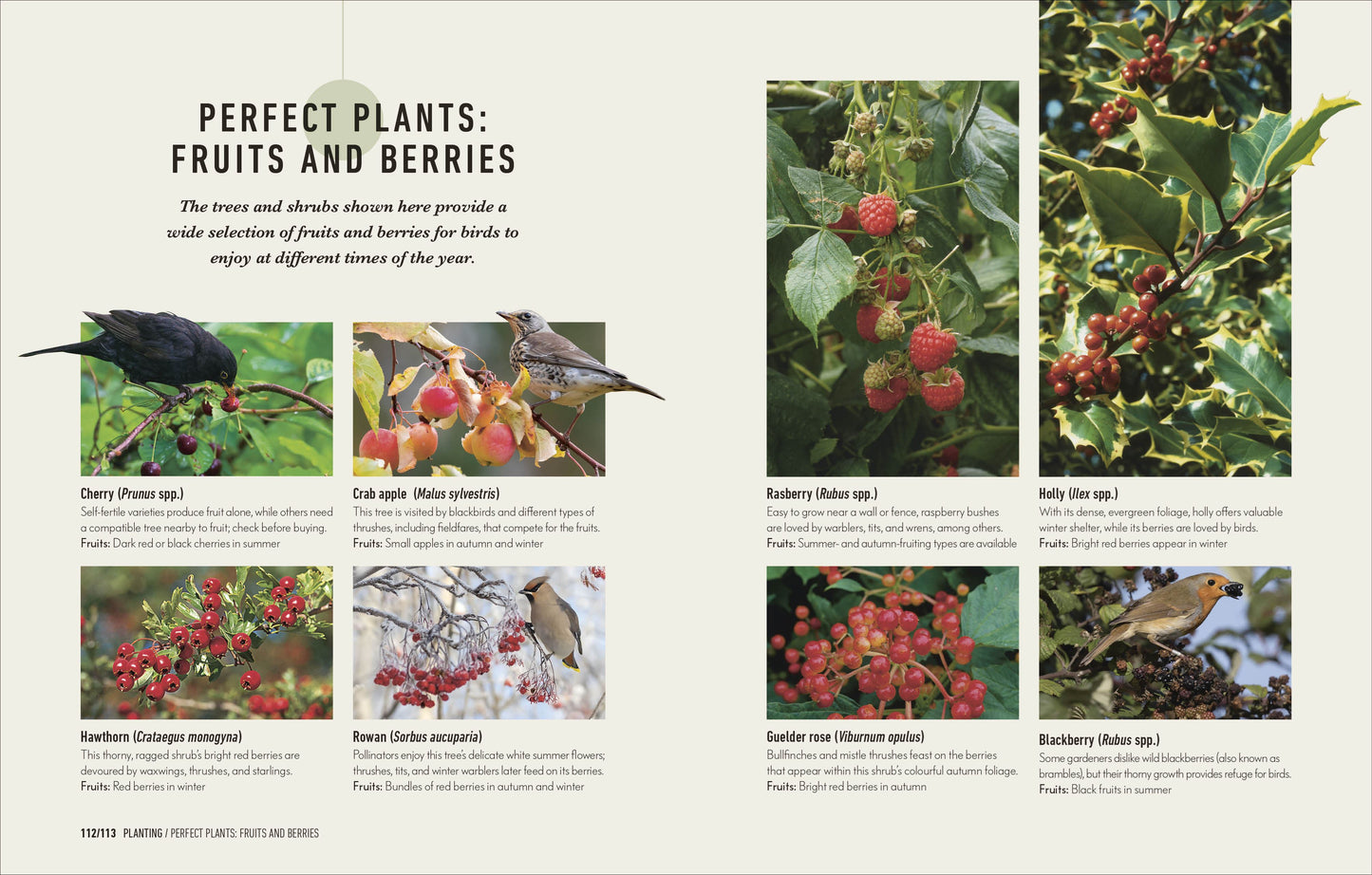 How to Attract Birds to Your Garden