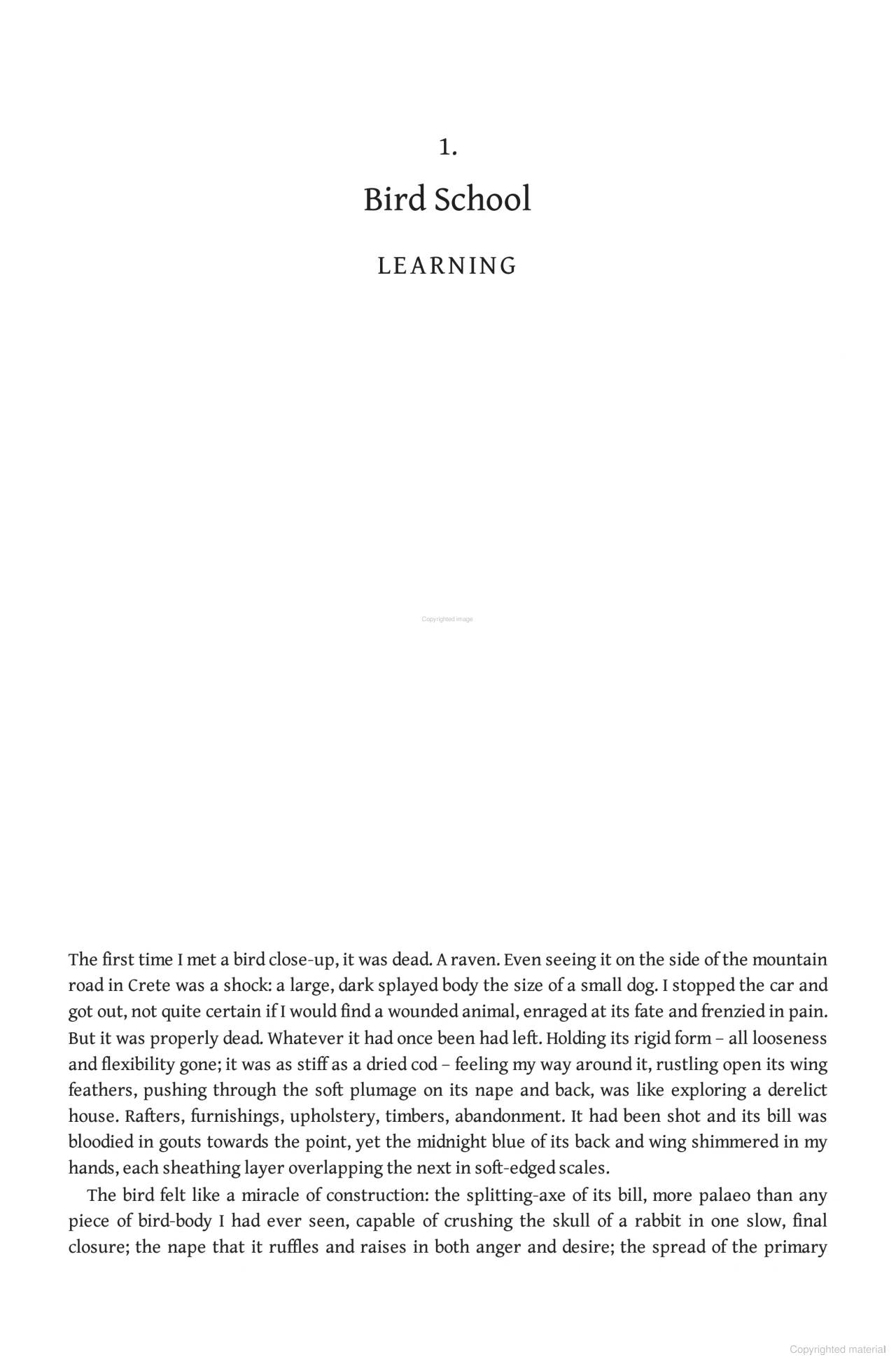Bird School: A Beginner in the Wood