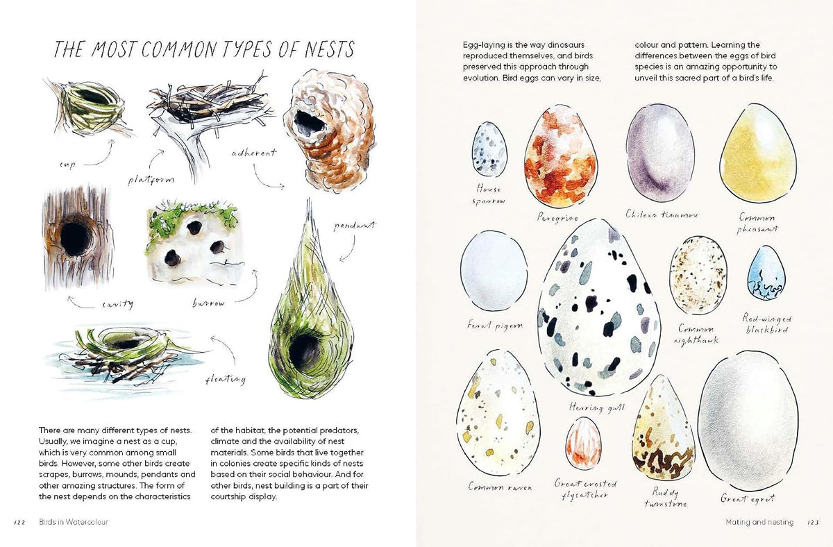 Birds in Watercolour: A Beginner's Guide to Drawing and Painting Birds