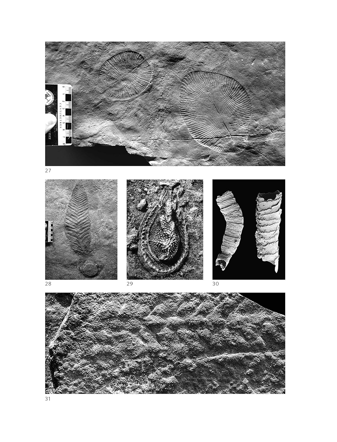 A Brief History of Earth: Four Billion Years in Eight Chapters