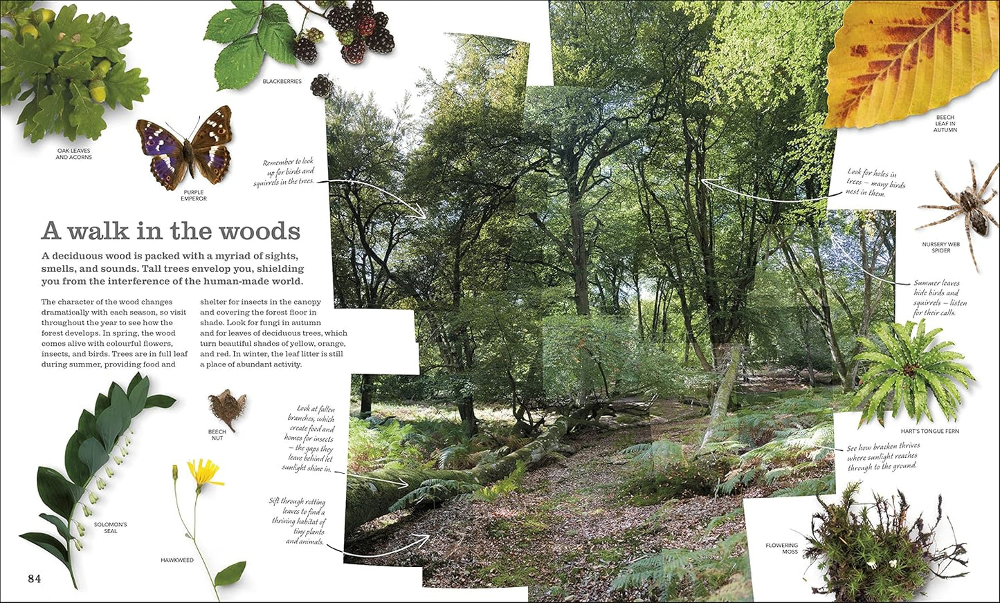 Chris Packham's Nature Handbook: Explore the Wonders of the Natural World
