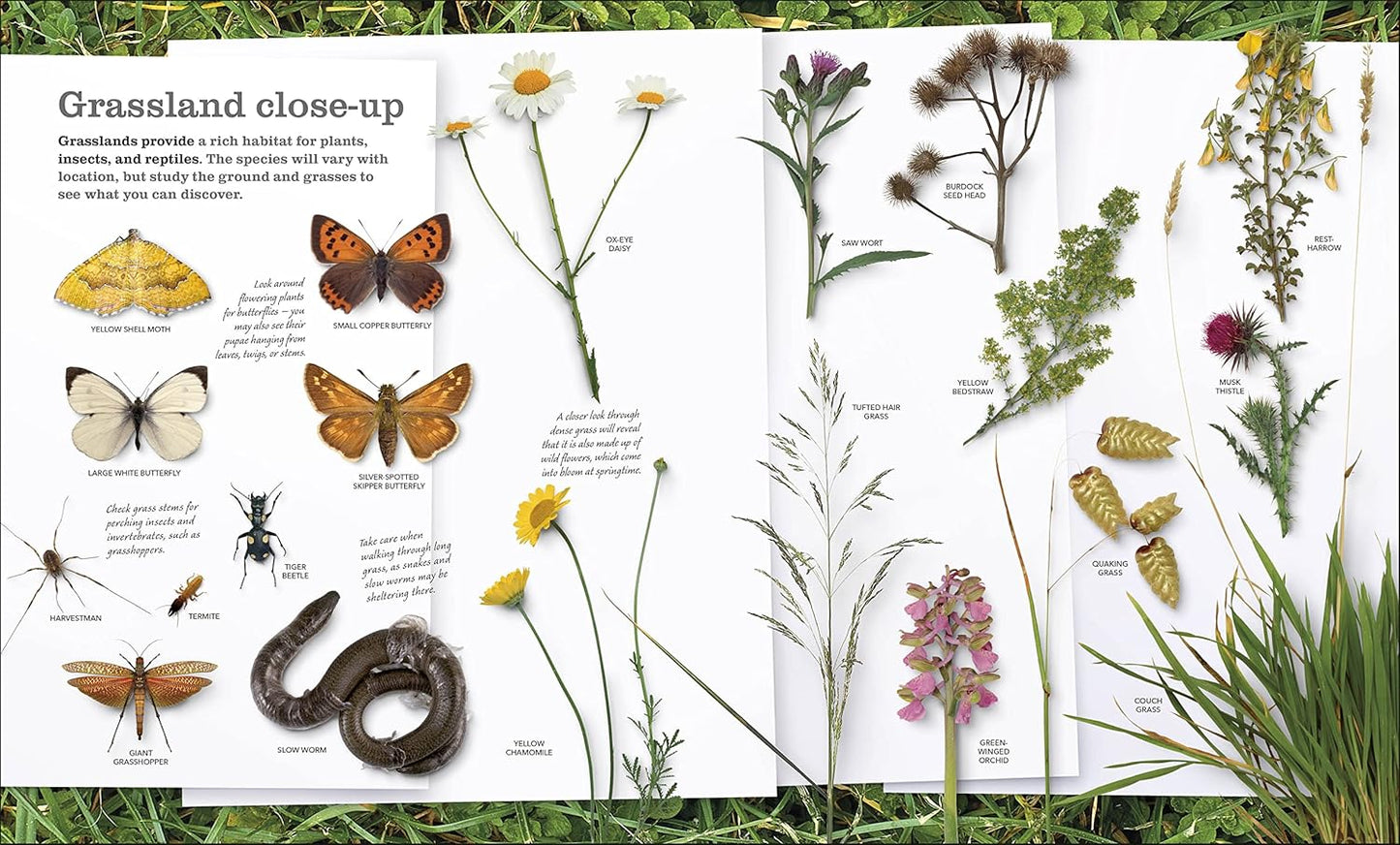 Chris Packham's Nature Handbook: Explore the Wonders of the Natural World
