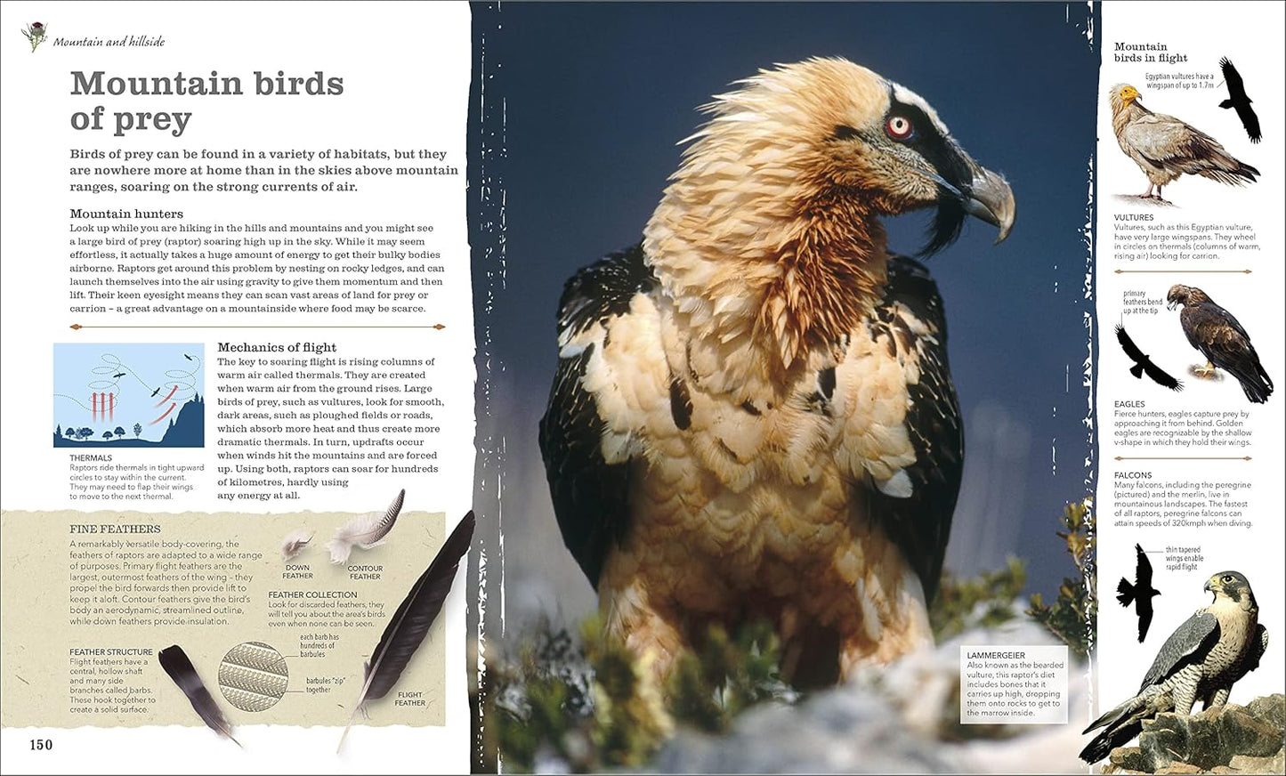 Chris Packham's Nature Handbook: Explore the Wonders of the Natural World