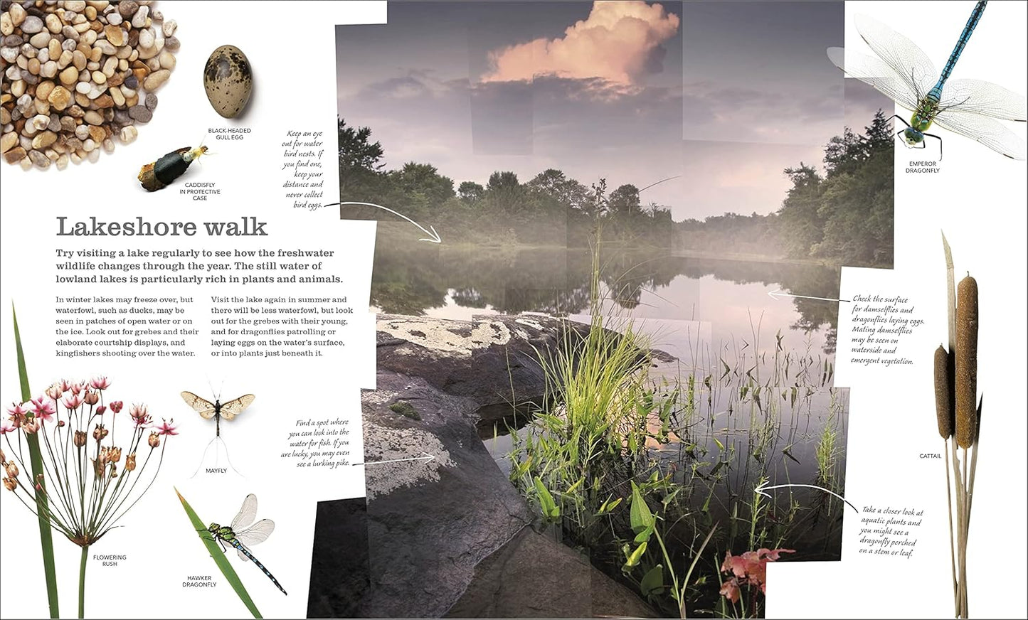 Chris Packham's Nature Handbook: Explore the Wonders of the Natural World