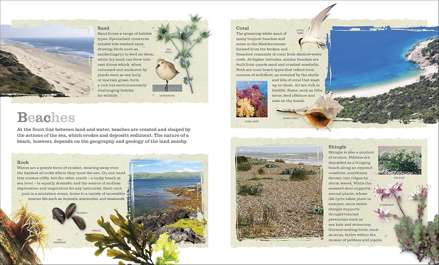 Chris Packham's Nature Handbook: Explore the Wonders of the Natural World
