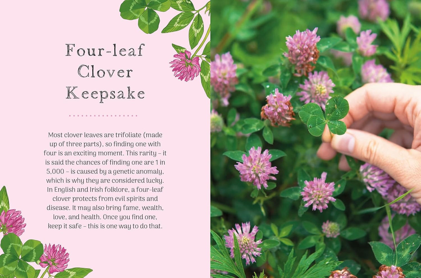 The Little Wild Library: Clover : Simple Things to Do with the Plants Around You