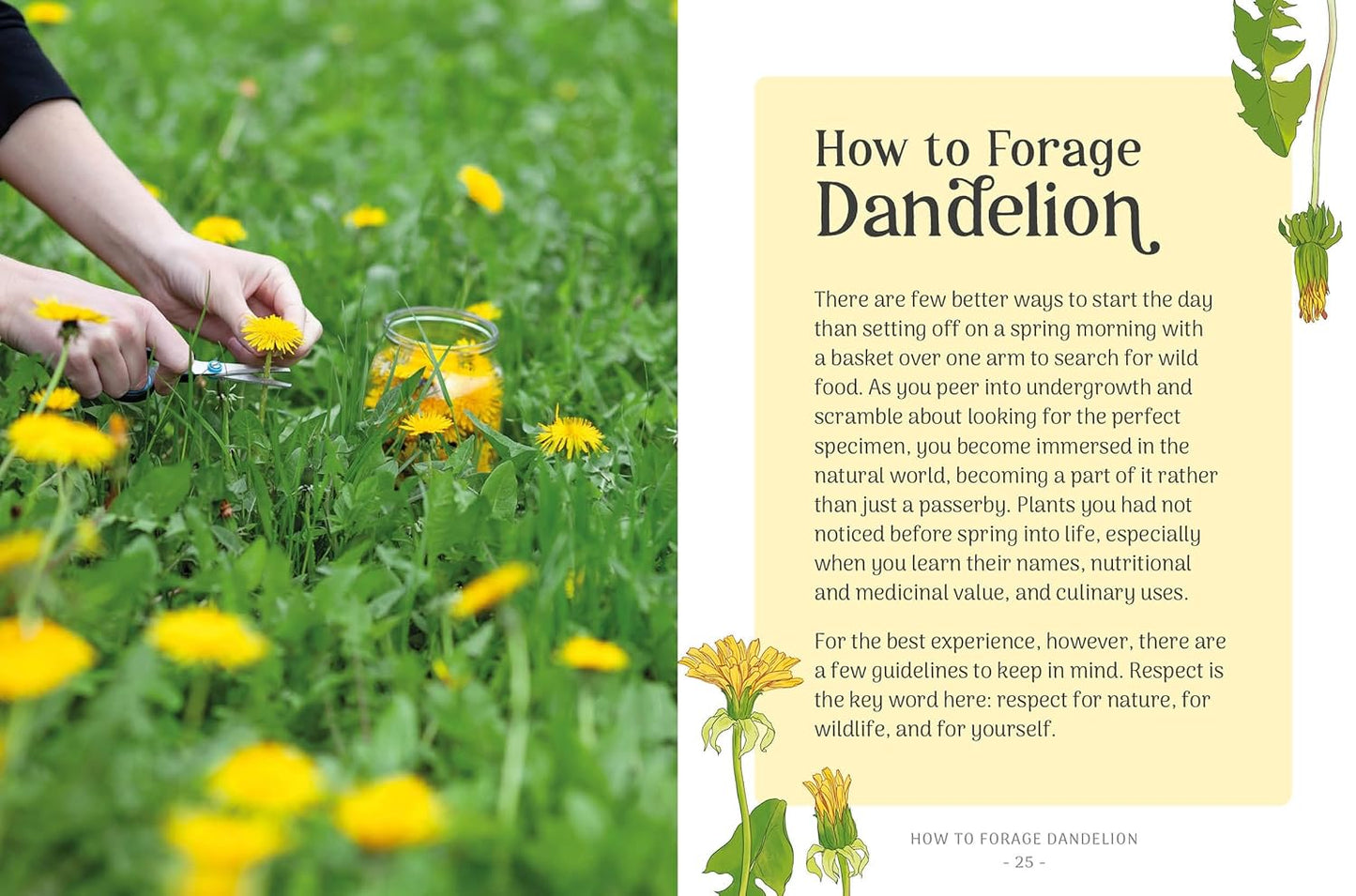 Dandelion: Simple Things to Do With the Plants Around You