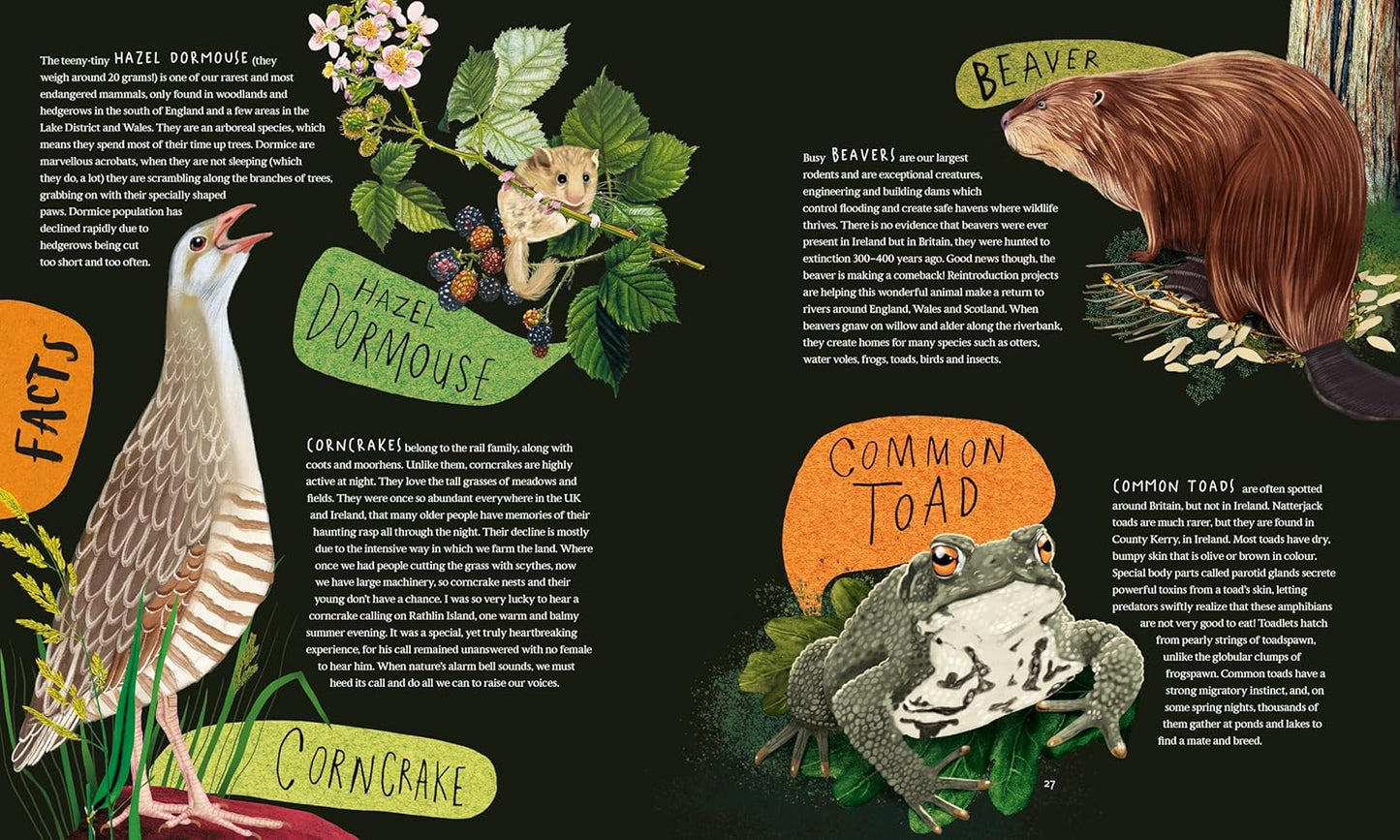 A Wild Child's Guide to Nature at Night: The perfect gift book for young nature lovers