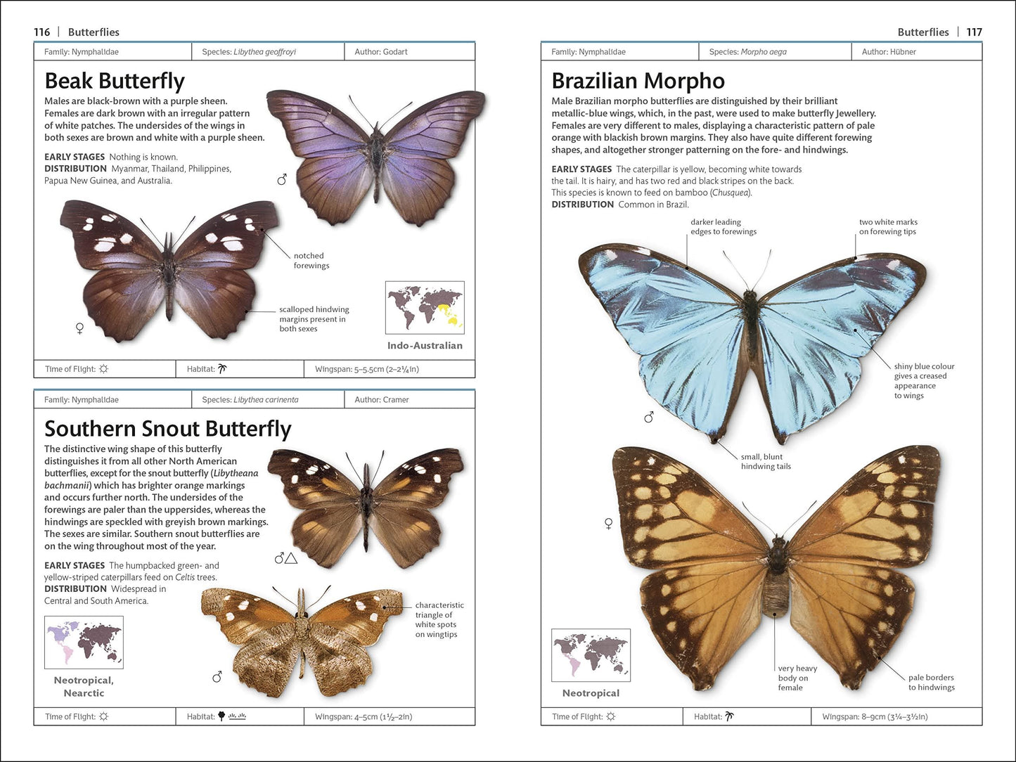 Butterflies and Moths: DK Handbooks