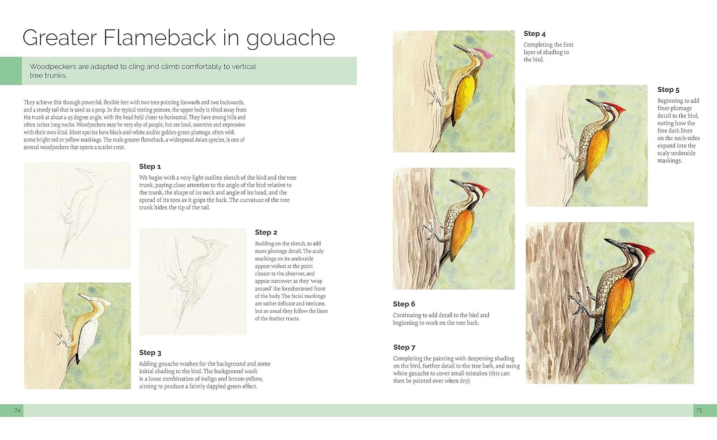 Drawing Birds: A Complete Step-by-Step Guide