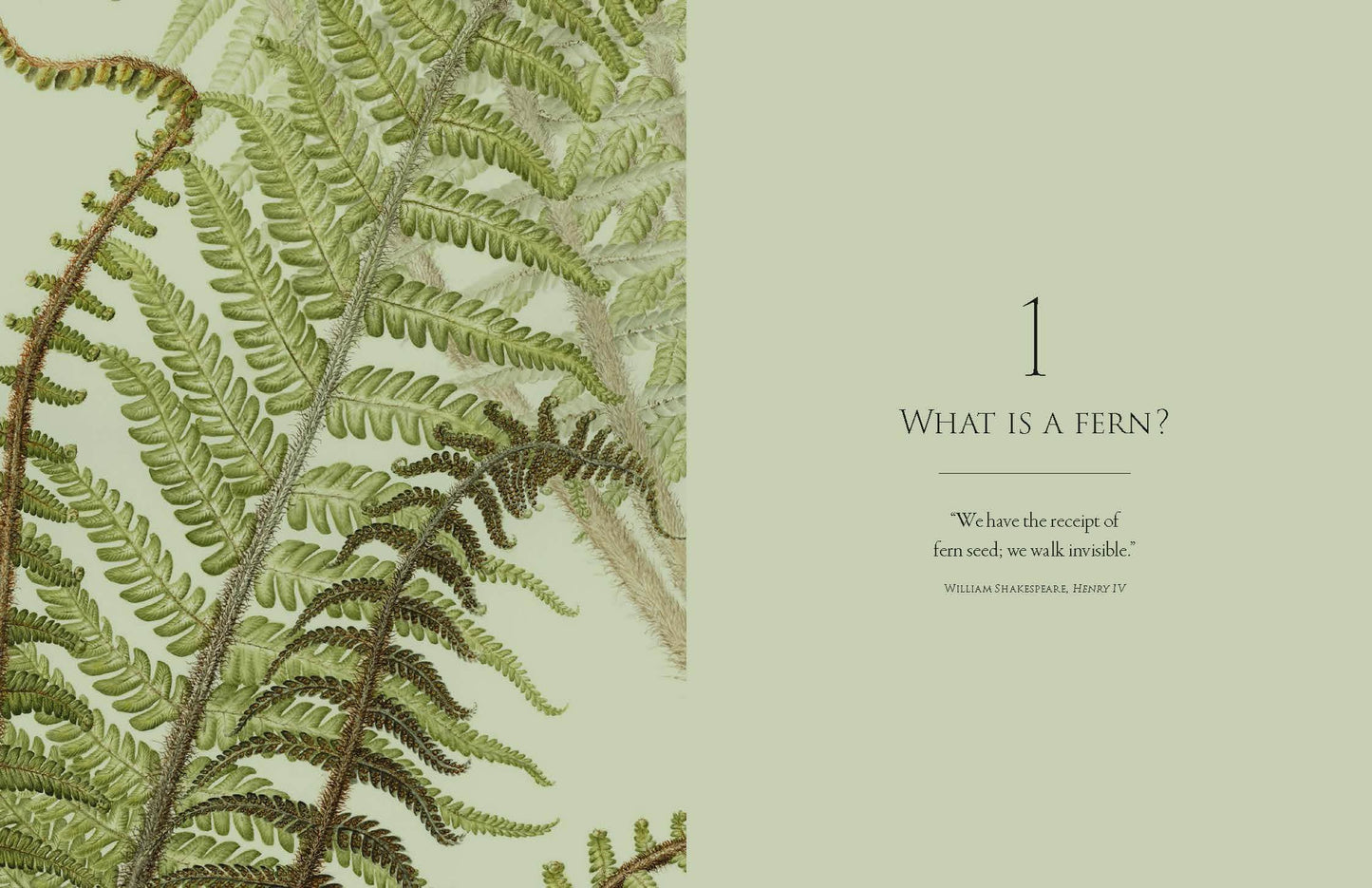 Ferns: Lessons in Survival From Earth’s Most Adaptable Plants