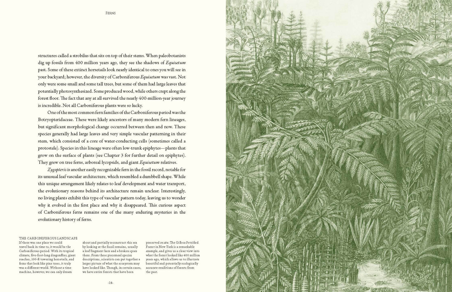 Ferns: Lessons in Survival From Earth’s Most Adaptable Plants