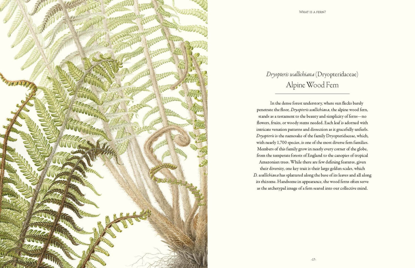 Ferns: Lessons in Survival From Earth’s Most Adaptable Plants