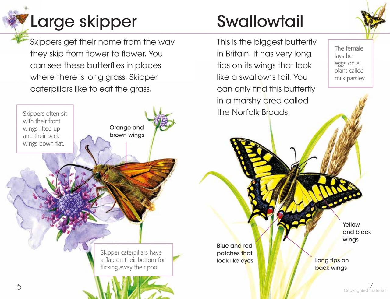 RSPB First Book of Butterflies and Moths