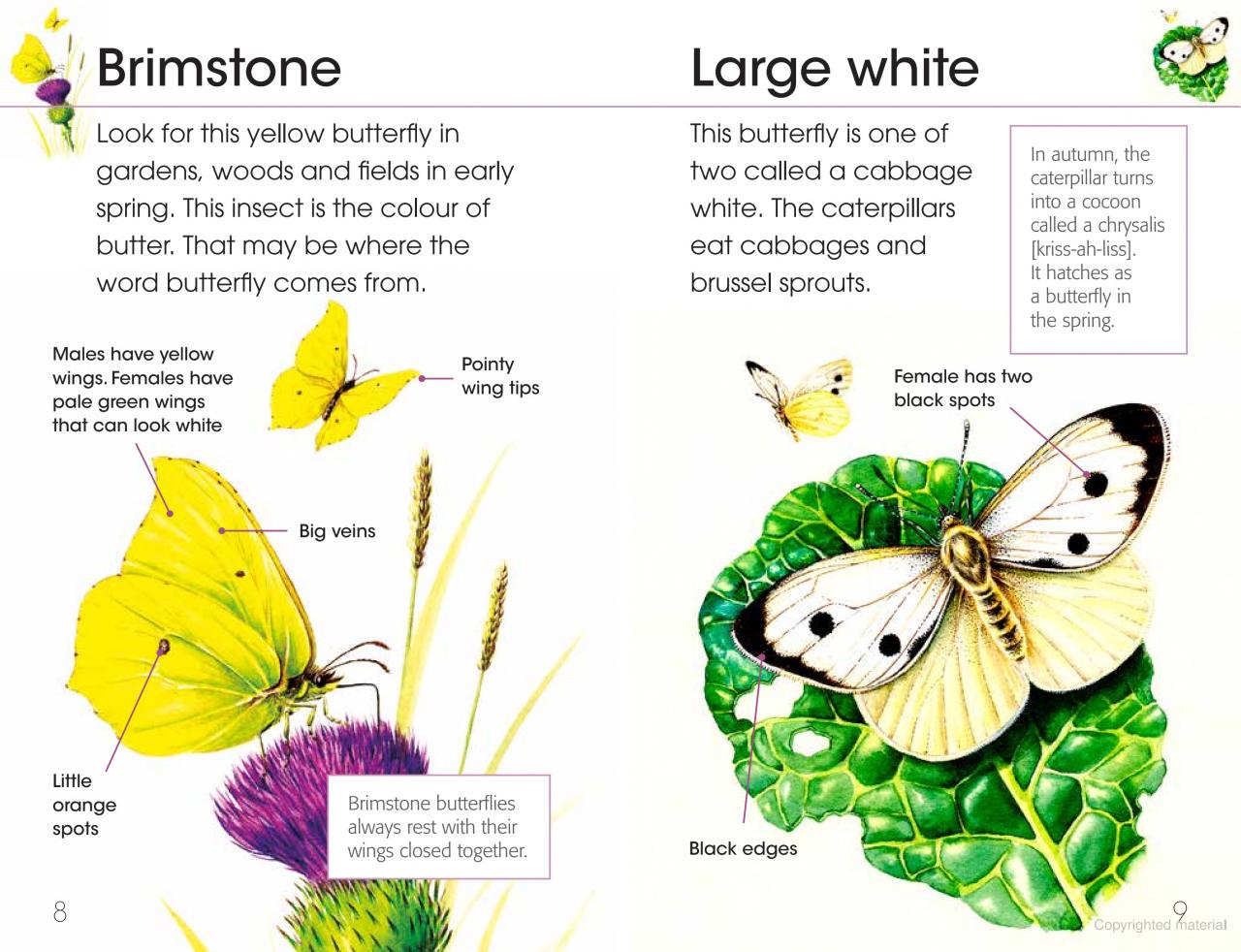 RSPB First Book of Butterflies and Moths