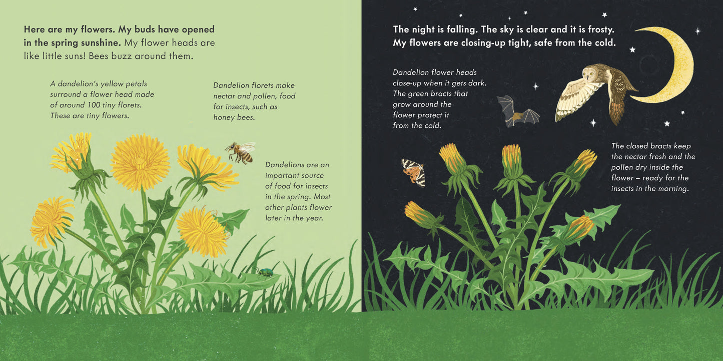 Fluffy, Flying Seed: (Start Small, Think Big)