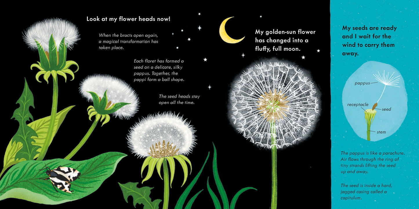 Fluffy, Flying Seed: (Start Small, Think Big)