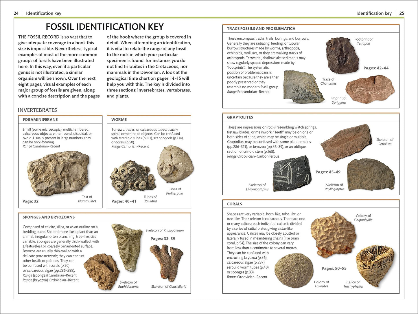 Fossils: DK Handbooks