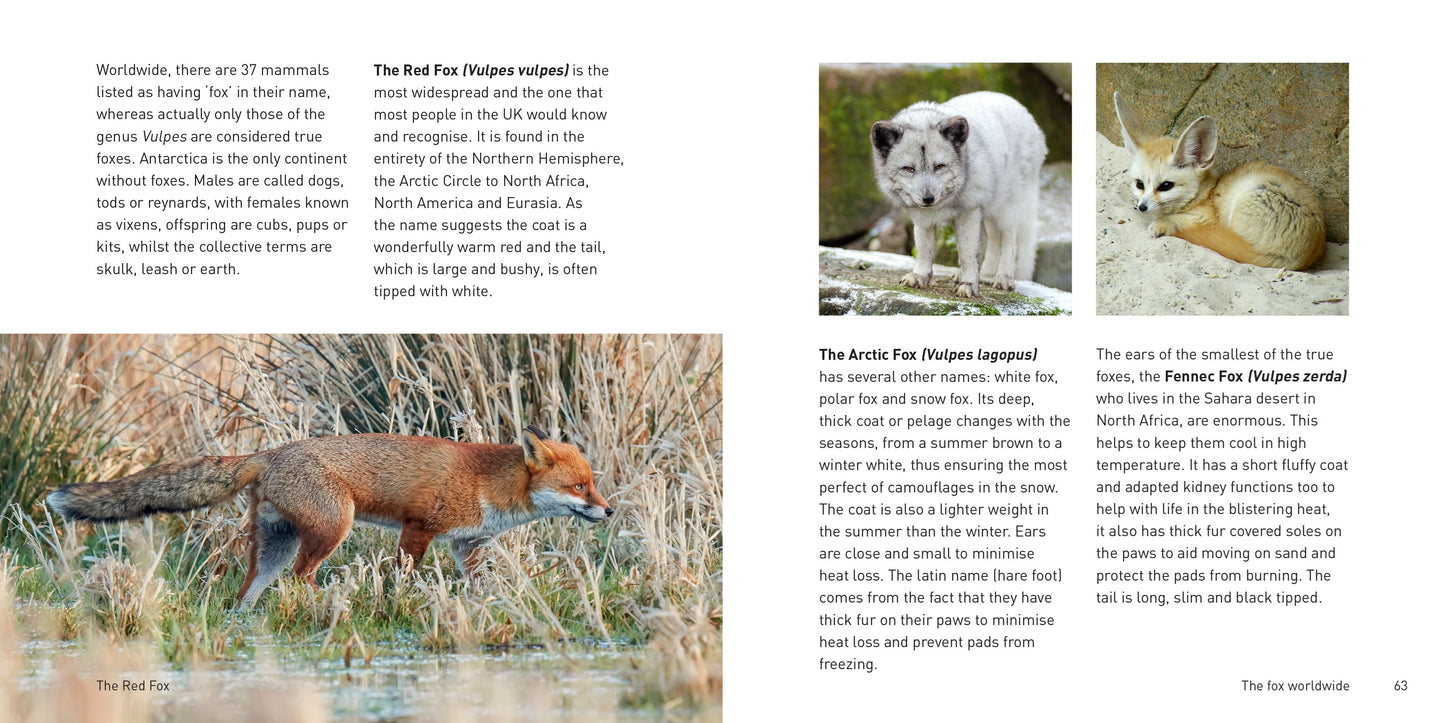 The Fox Book