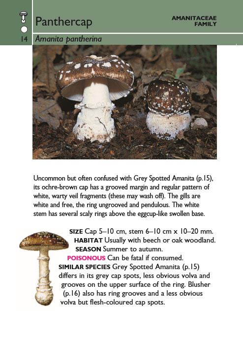 Mushrooms (Collins Gem)