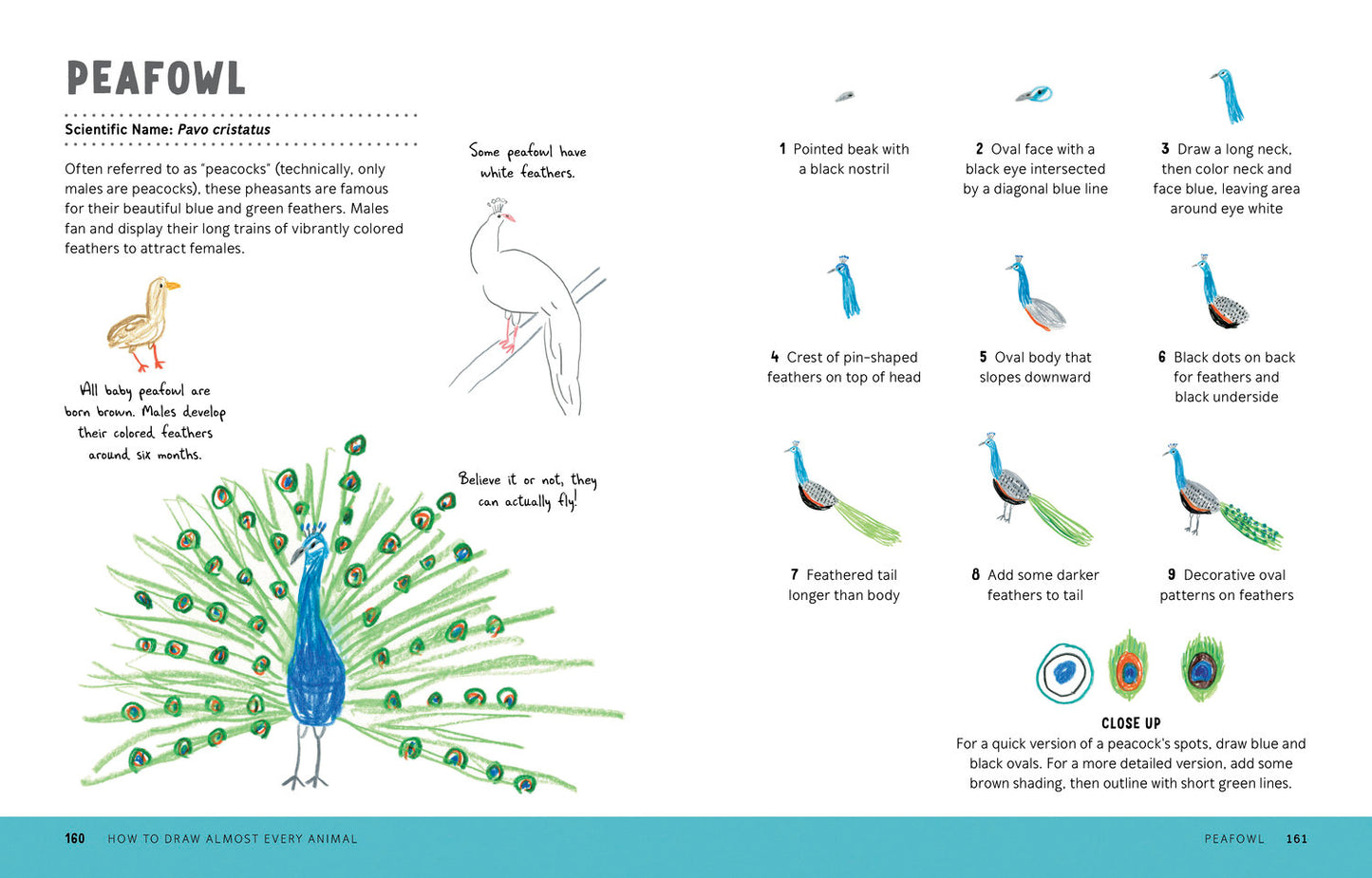 How to Draw Almost Every Animal: An Illustrated Sourcebook