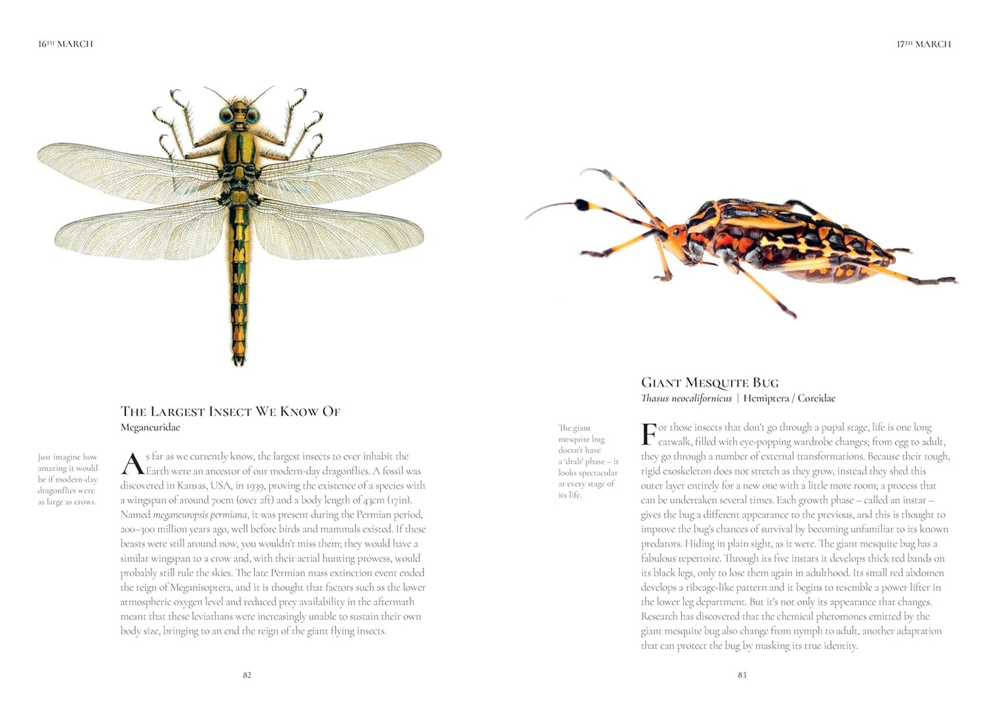 An Insect A Day