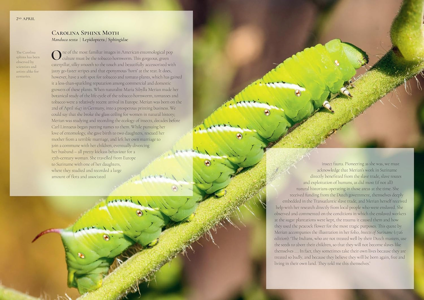An Insect A Day