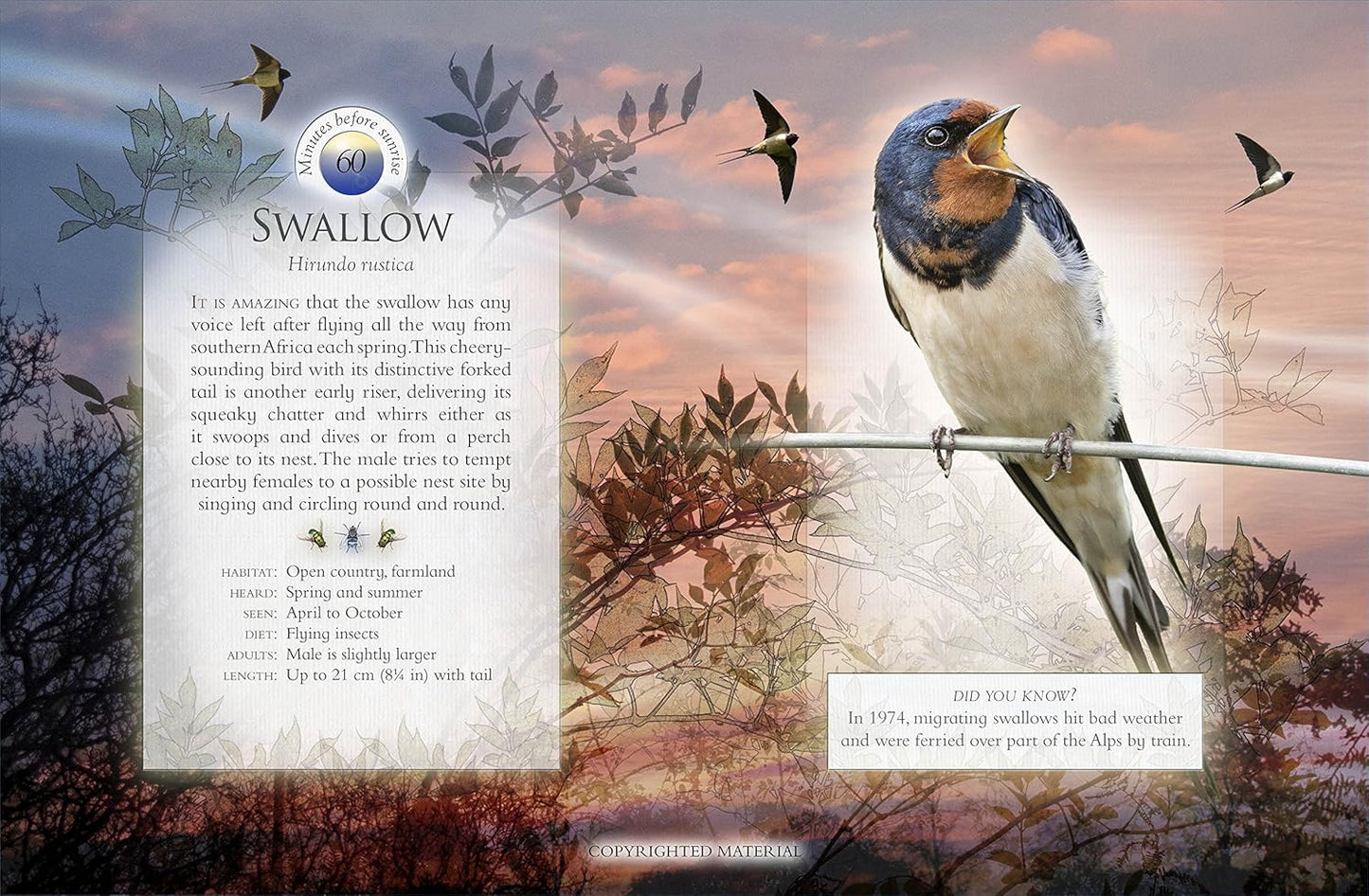 The Little Book Of The Dawn Chorus: Interactive sound book