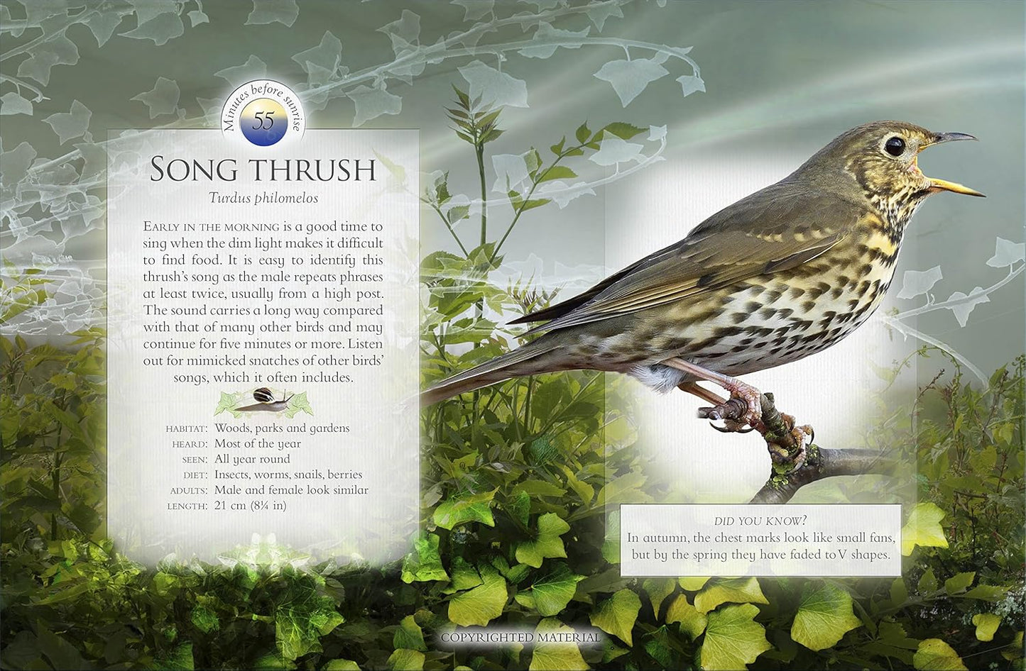 The Little Book Of The Dawn Chorus: Interactive sound book