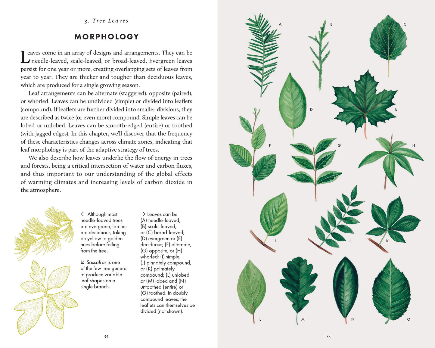 The Little Book of Trees
