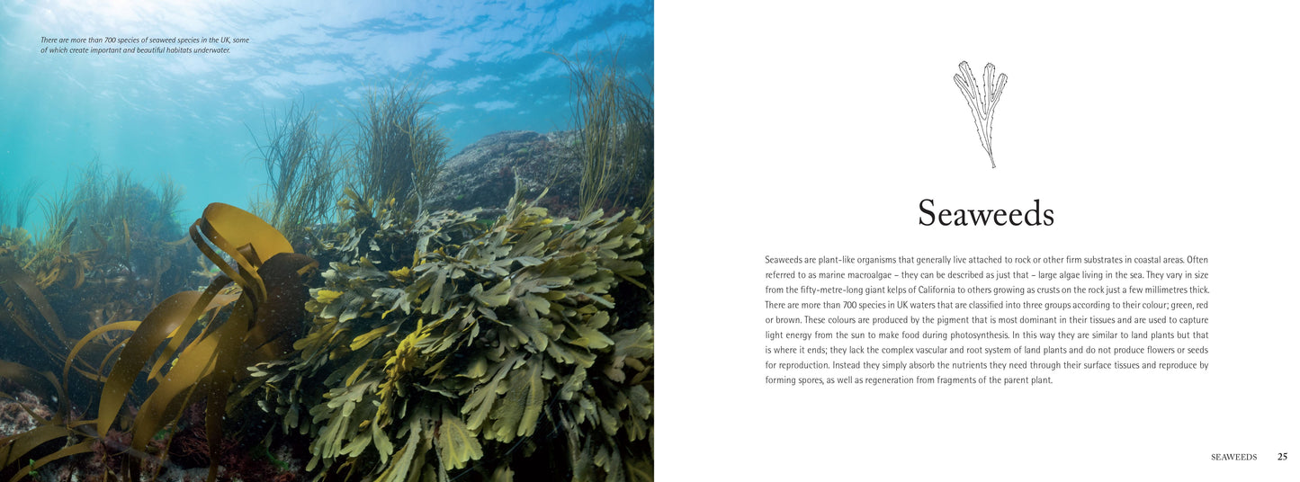 Wondrous British Marine Life: A handbook for coastal explorers
