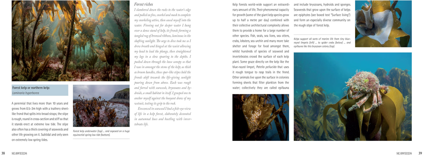 Wondrous British Marine Life: A handbook for coastal explorers