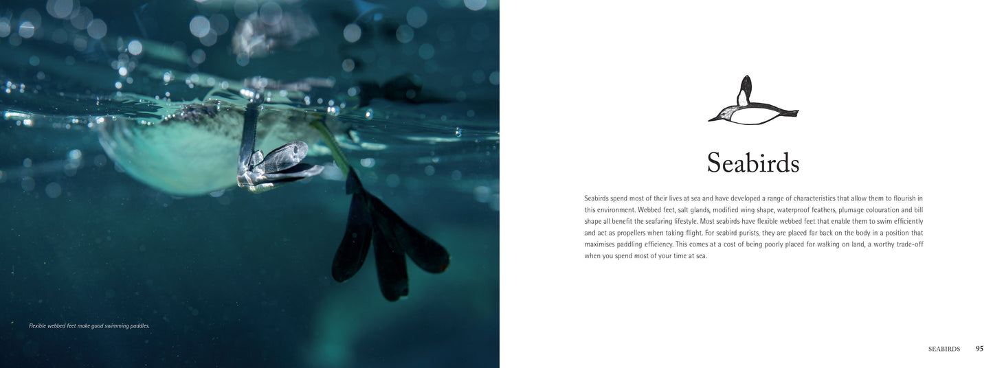 Wondrous British Marine Life: A handbook for coastal explorers