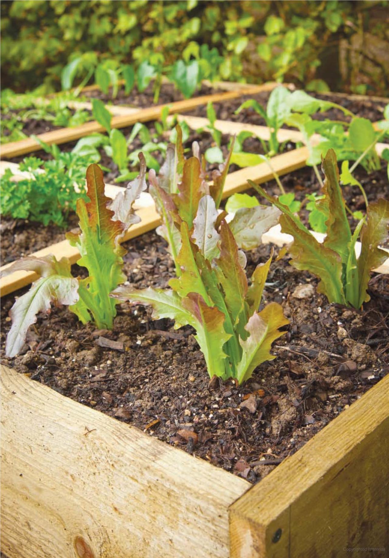 All New Square Foot Gardening, Second Edition