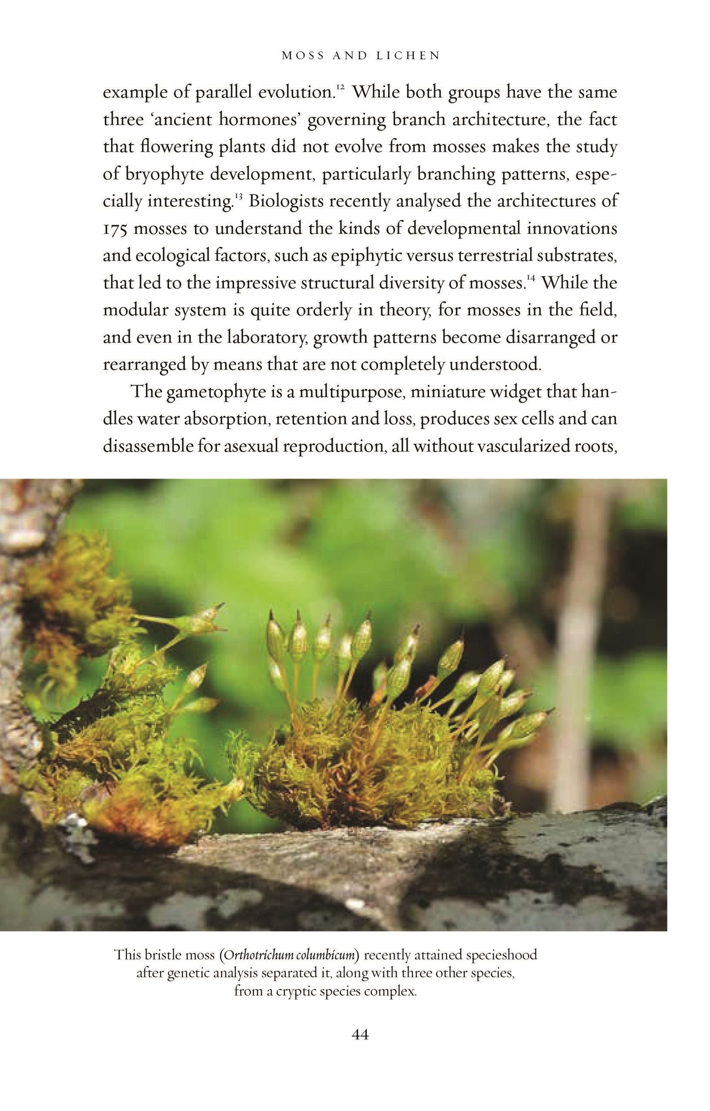 Moss and Lichen