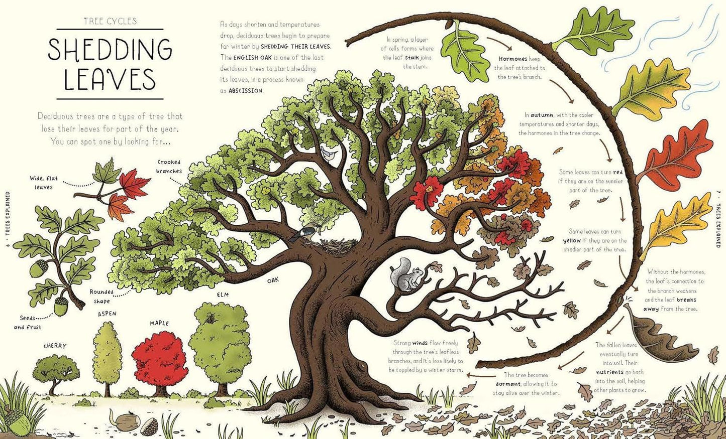 Nature Explained: A Family Guide to 20 Nature Cycles