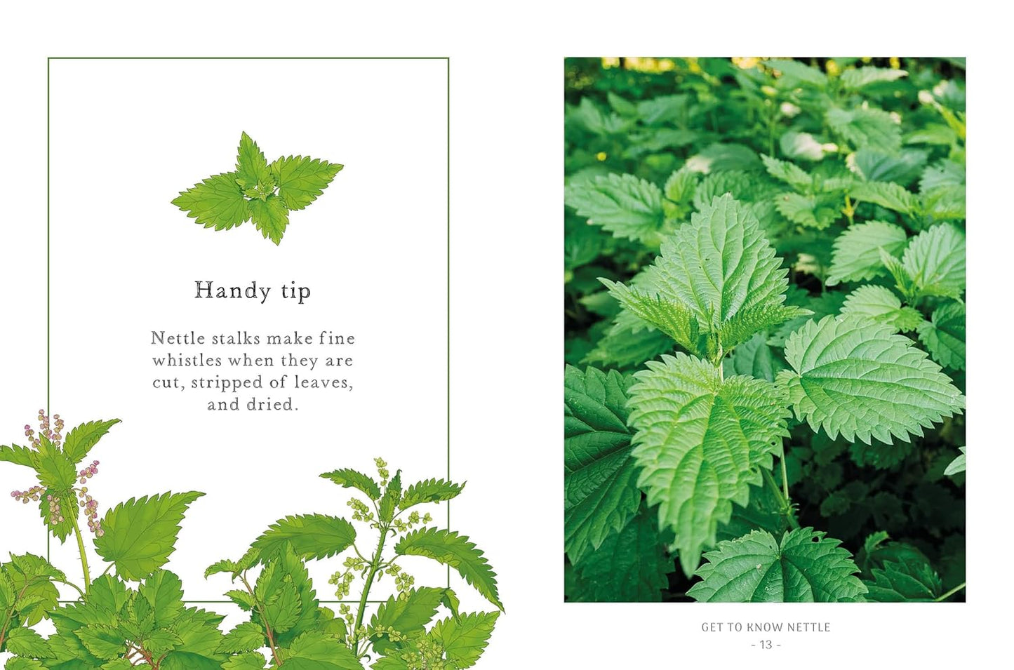 The Little Wild Library: Nettle : Simple Things to Do with the Plants Around You