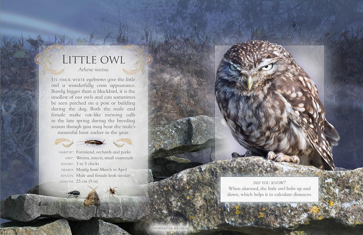 The Little Book Of Night-Time Animal Sounds