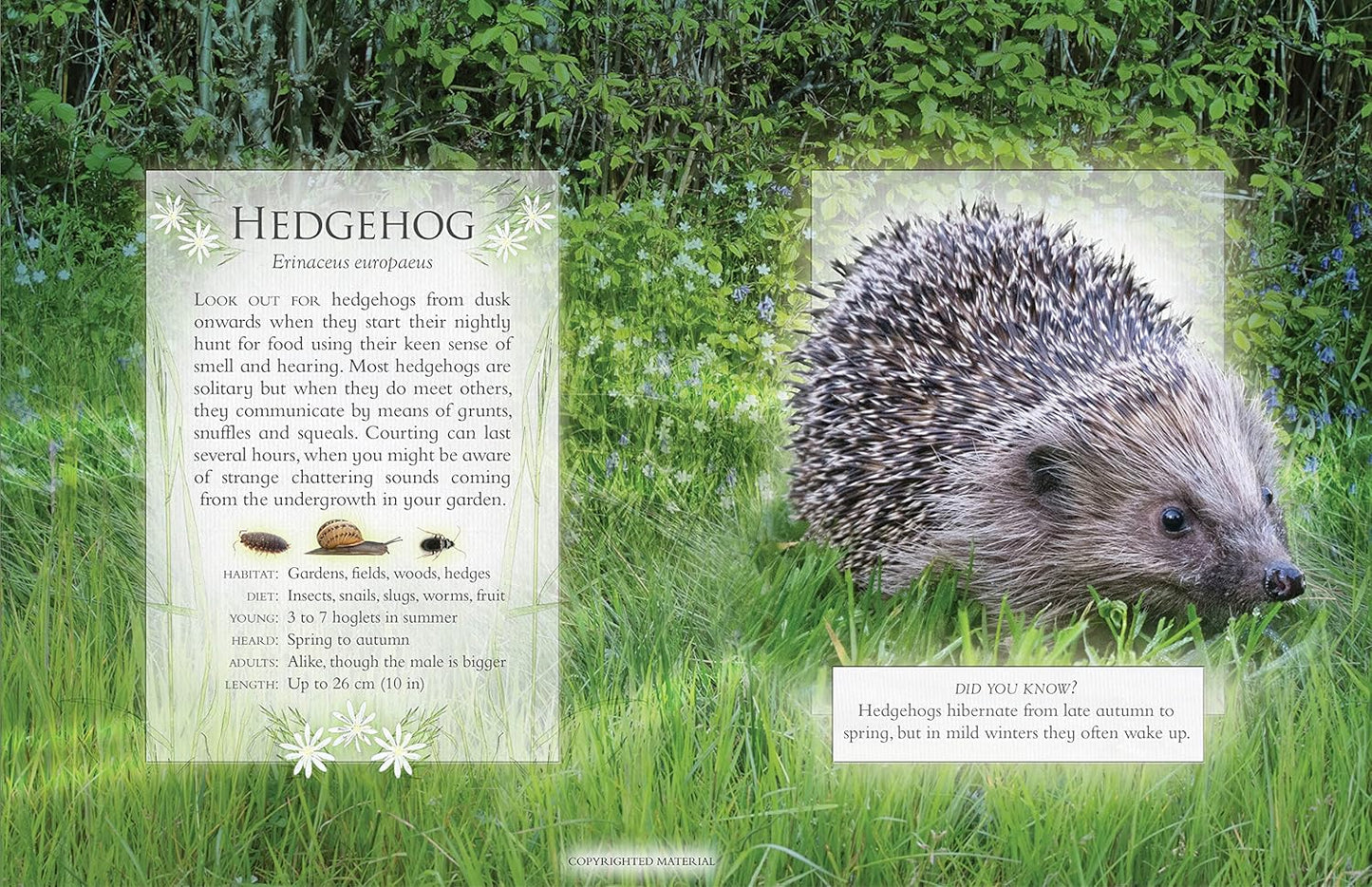 The Little Book Of Night-Time Animal Sounds