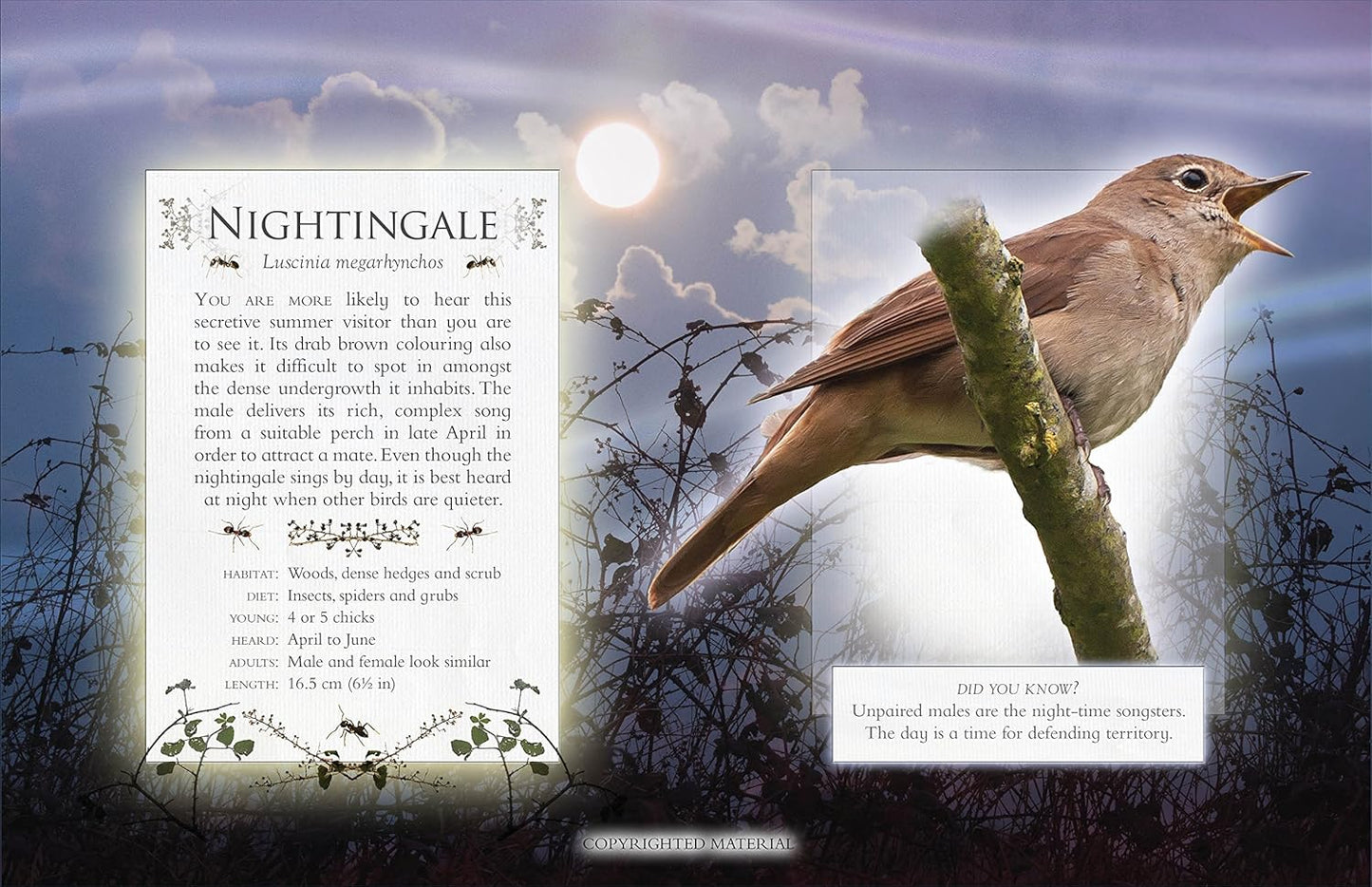 The Little Book Of Night-Time Animal Sounds